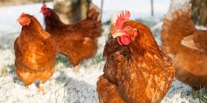 chicken winter