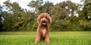 mini goldendoodles