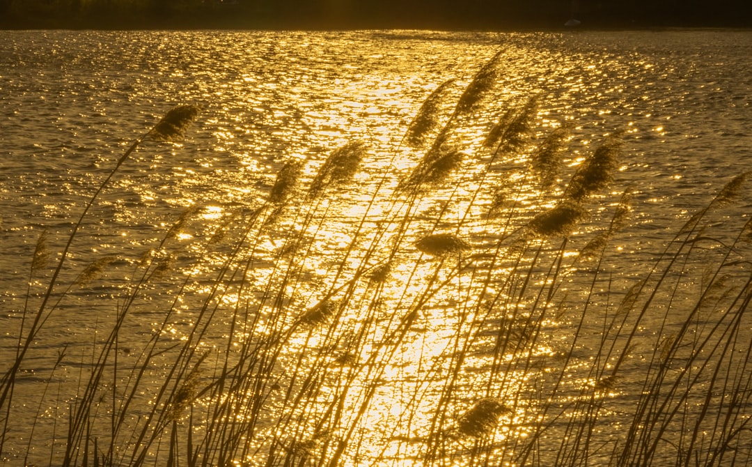 Photo Reed adjustment